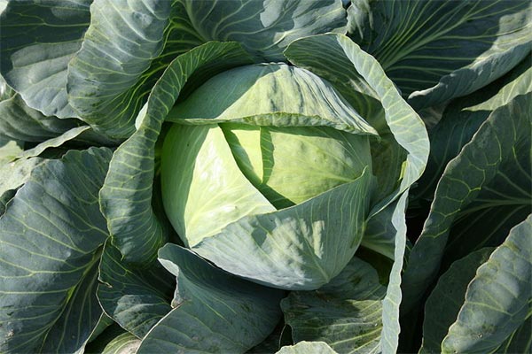  Recherche De Partenariat - fruits et légumes je recherche des partenaires a l’international pour la vente des cultures vivriers , le travail consistera a trouver des marches a l'europe, en asie , en amérique impeu partout dans le monde entier .travers les ventes on pourra satisfaire toutes les nations du monde entier  . 