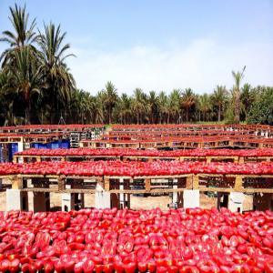  Tomate Sécheé - fruits et légumes le prix de indiqu&eacute; est cif,  nous nous chargeons du transport.une loi parviendra au fournisseur ou interm&eacute;diaire s&eacute;rieux suivra un bon de commande et une lettre de cr&eacute;dit irr&eacute;vocable,  toute la proc&eacute;dure d'export sera respect&eacute;e,  un &eacute;chantillon se