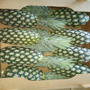  Ananas Bio Disponible - fruits et légumes ananas disponible pour toute l'annee. nous cherchons des acheteurs fiable pour un  contrat a long terme.