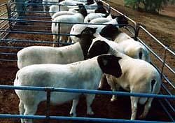  Sheep And Goat - animaux vivants we are leading producers and exporters of top quality live animals at a discount and negotiable price with a quick processing delivery without any delay or problem.----our quote cif port macedonia--sheep--usd 55$ per piece.---- lamb awassi--usd 60 per piece.----our minimum supply order is 100 heads.