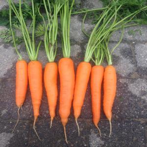  Carottes Belgique Récolte 2016 - fruits et légumes producteur vend carottes (belgique)----variété- nérac / elégance--origine belgique (flandres)--calibre- 20-45--conditionnement- brossées ou lavées,  sac 5kg/10kg,  sac polyfilet 20kg,  bigbag (1, 1mt)--récolte- août-septembre 2016----paiement---75%c