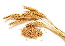  Blé Dur Et Tendre - céréales bonjour,  nous commercialisons du bl&eacute; dur et tendre en provenance de plusieurs pays au meilleur prix.--nous avons des notes de premi&egrave;re qualit&eacute; et du premier choix,  voici les sp&eacute;cifications---bl&eacute; caract&eacute;ristiques bl&eacute; meunier ,  nous disposons aussi de f