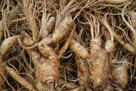  La Racine De Ginseng Séché Et Racines Fraîches Di - fruits and vegetables ginseng secs et frais roots disponible--min.order quantité---1 kilogramme / kilogrammes--capacité d'approvisionnement- 20 tonnes--500 kilogramme / kilogrammes par semaine--emballé dans du papier-drum et deux morceaux de sac en plastique à l'intérieur. 25 kg / tambo