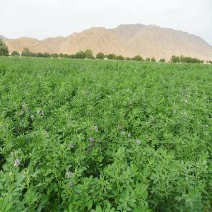  Partenariat - fruits secs et graines grillées recherhe de partenariat serieuse pour investir 1000 hect bio --*terrain de 1000 hect bio vierge--*ecotourisme--*agri bio --<unite de conditionnement--*elevage  poule pendeuses bio traditionel--*unite de production de composte bio--*terrain montagneux-- 2 oued -6 collines--* chaine montaigneunes de 4