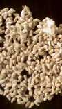  Semence Graine Coton Cote D'ivoire - semence graine plant je suis un fournisseur basé au nord de la côte d'ivoire et cherche des clients  pour la vente de graine coton de bonne qualité et à un excellent prix.--quantité prevue= 1000 tonnes--prix de la tonne = 110000 f --j'attends votre commande et vos conditions pour la cam