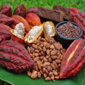  Ventes De Cacao - café cacao thé bonjour nous somme une société coopérative basée en côte d'ivoire,  spécialisée dans le domaine du café ,  cacao,  hevea de la noix de cajou,  partant de la collecte des produits bords champ,  séchage,  stockage jusqu’à l’empotage. nous 