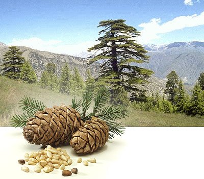  Pignons De Pin Cèdres Bio - fruits secs et graines grillées le pignon de cèdre sibérien est une graine reconnue tant pour ses qualités gustatives,  que pour ses valeurs nutritionnelles.----un produit au développement commercial en plein essor, --un article issu du commerce équitable et certifié bio.--