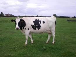  Genisses Prim Holstein Maroc - animaux vivants coopérative française spécialisé dans l'export de bétail vers les pays du maghreb depuis 40 ans (algérie, maroc, tunisie) propose des génisses prim holstein gestantes de 5 à 7 mois de très haute qualité génétique.--pri