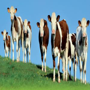  Genisses Montbeliardes Maroc - animaux vivants coopérative française spécialisé dans l'export de bétail vers les pays du maghreb depuis 40 ans (algérie, maroc, tunisie) propose des génisses monbéliardes gestantes de 5 à 7 mois de très haute qualité génétique
