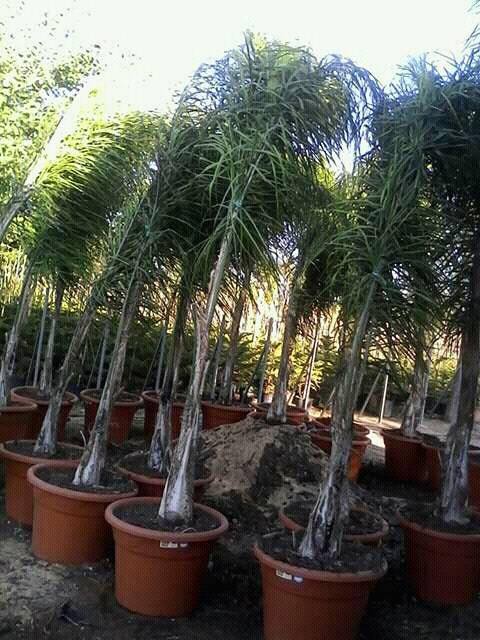 palmier arecastrum - semence graine plant nous avons une gamme importante de palmier arecastrum taille supérieure à trois mètre avec des prix résonnable