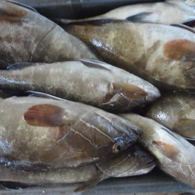  Export Poissons Frais - poissons bonjour --nous sommes une entreprise sénégalaise d export de poissons frais vers les pays européens par dans le professionnalisme et la sécurité alimentaire nos produits sont nombreux et aimerais avoir un potentiel acheteur --merci 
