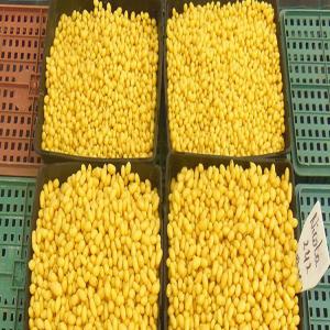  Important Holding En Export Cherche Fournisseur - fruits et légumes important holding en export tunisien cherche fournisseur sérieux en pomme de terre nicola calibrée 0-35 mm pour de très grandes quantités pour l'export,  veuillez nous contacter via ce site
