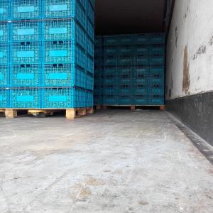  Escargot Petit Gris Aspersa Muller - animaux vivants nous pouvons vous fournir,  avec helix aspersa muller,  de la meilleure qualité,  et le meilleur hibernate. coque rigide avec bordure. ne pas hésiter à nous contacter.