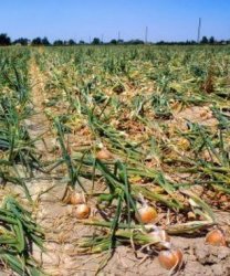  Oignon Fournisseur Algerie - fruits et légumes nous somme une société algérienne de production d'oignon , possédant plusieurs terrains  de culture d’oignon (oignon rouge et jaune) , notre produit est garantie , que ce soit en matière de production, conditionnement et expédition.----nous cherchons des acheteu