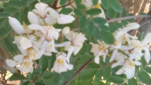  Poudre Et Feuilles De Moringa - fruits secs et graines grillées bonjour----nous disposant une quantit&eacute; de moringa, r&eacute;colt&eacute; depuis une semaine, d'excellent qualit&eacute;, poudre bien broy&eacute;e, et pur--nous cherchons des clients surieux--merci----cordialement