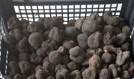  Truffles And Mushrooms - champignon levure i sell fresh black truffles (tuber uncinatum) ... autumn selling black truffles (uncinatum)----les truffes fraîches noires (tuber uncinatum) ... automne vente de truffes noires (uncinatum)----trufe negre proaspete( tuber uncinatum) ... vand trufe negre de toamna(uncinatum)