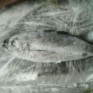  Stock De Chinchard, Maquereau Sont Disponibles - poissons nous avons pr&eacute;sentement en stocks,  les chincahrds,  les maqereaux et les sardinels de plus de 5 conteneurs chacun pret &agrave; etre livr&eacute;.--tous nos poissons sont nouvellement congel&eacute;s &agrave; bord.--merci de nous contacter rapidement pour garantir votre livraison.--