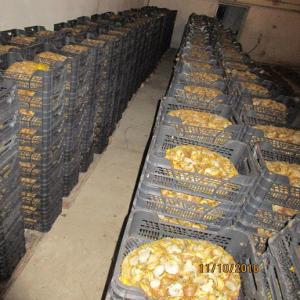  Live Snails For Sale (helix Aspersa Maxima) - live animals we are farm breeding helix aspersa maxima in an ecologically clean and preserved region in poland. the food i use in the farm is certified and gmo-free.----6 tons of helix aspersa maxima are packed and ready to be transported.--they are dried,  selected,  packed into bags of 4-5 kg and stored in plast