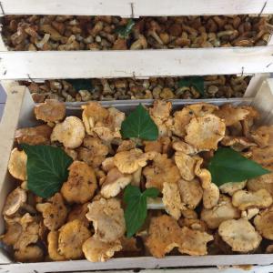  Girolles, Trompettes De La Mort, Cepes - champignon levure cepes,  girolles,  trompettes,  sechees.--pour es cepes 1er choix a partir de 5,  5 eur/kg--grand stock.--envoi europe.