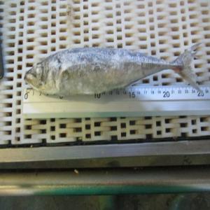  Looking For Fish Jurel - poissons looking for fish from marocco or spain or portugal,  trachurus trachurus or jurel full tc 40ft container packed in plastic bag of 1kg in size 4-6,  and size 6-8 --