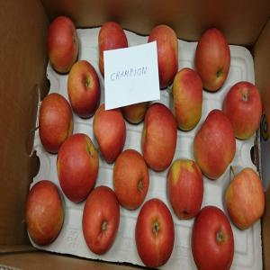  Pommes De Pologne - fruits et légumes pommes de pologne de grande qualité,  prix competitifs - golden,  champion,  jonagored, red chief, gala....--calibrage, quantités, conditionnement, et autres caracteristiques,  selon demande du client.--pour de plus amples informations veuillez nous contacter,  nous nous ferons un devoir de vous
