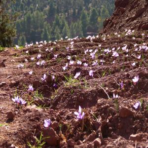  Cherche Clients Pour Safran Oukaimeden Maroc - épices aromates 3 ha sont plantés en safran bio. nous utilisons les techniques les plus naturelles pour sa culture. le climat et altitude lui sont très favorables. les analyses des stigmates ou pistils,  lui donnent des taux excellents par rapport à la norme internationales 36 32.le laboratoire 