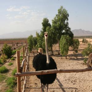  Partenariat Production D'autruches - animaux vivants bonjour,  domaine des autruches moulouya maroc cherche un partenariat durable pour la production d'autruches,  le domaine se situe a la ville de guercif pour une superficie globale de 10 hectares...