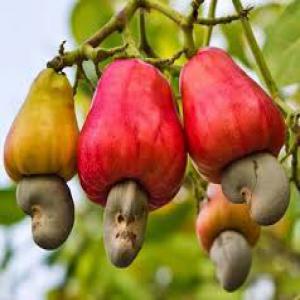  Producteurs Epices Et Aromates - épices aromates nous sommes un groupe d'import/export afrique/france des produits alimentaires --nous disposons de feuilles de lauriers à exporter en afrique.--nous sommes disposer à travailler en partenariat avec toutes les structures d'import/export de produits alimentaires--nous importons le piment