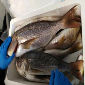  Fournisseur Poissons Frais Sauvage Et Elevage - poissons dans le but de répondre à toutes vos attentes,  nous vous proposons une gamme de produits de la mer très haute qualité. --nos poissons sont en provenance de la tunisie et de dakar.--à peine sortie des port vers 4h du matin ils sont directement conditionnées e