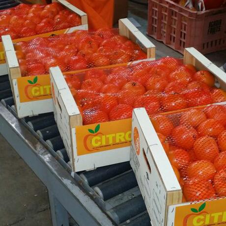  Mandarine Clémentine Import Export - fruits et légumes   ----bonjour --nous sommes une société spécialisée emballages mandarines clémentines import-export --je recherche des clients international - mandarine clémentine, nous avons tres bon qualités avec bon prix. si vous etes  intéressé conta