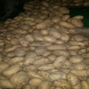  Semence De Pommes De Terre Holland - semence graine plant best quality seed potatoes- 28-55,  35-55 class e,  a from holland we are shipping each year many containers with potato seed,  filled up with vegetable seeds