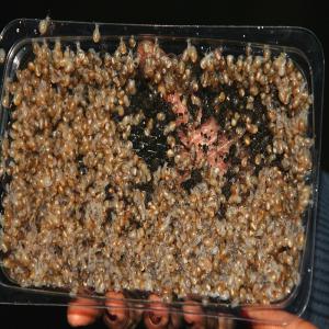  Naissains Et Viande Congelée Gros Gris - animaux vivants bonjour! --nous offrons des escargots nouvellement &eacute;clos ( naissains) gros gris ( helix aspersa maxima). la capacit&eacute; de 15 millions. nous acceptons les commandes et demandes de renseignements. --tarifs exclusifs pour les livraisons anticip&eacute;es mi-avril et les livraisons tardives 