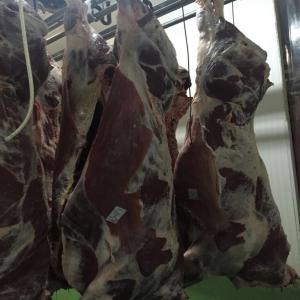  Sheep Cattle Livestock And Meats - viandes et oeufs we export sheep and cattle livestock and halal meats to the european union market,  countries like- italy,  greece,  france,  spain,  holland,  belgium,  turkey,  germany and austria,   as well as to countries from the mediterranean and mena region,  having sold in countries like- lybia,  tunisia,  egypt,  jorda