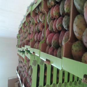  Figue De Barbarie - fruits et légumes nous sommes des producteurs de fruit et légume,  actuellement nous disposons des figues de barbaries de haut de gamme. 