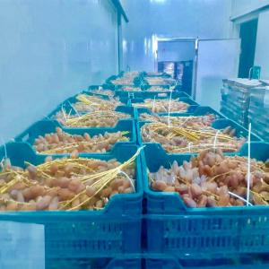  Dattes D'algerie Et Miel D'algerie - fruits et légumes bonjour,  nous avons des dattes de tr&egrave;s bonne qualit&eacute; d'alg&eacute;rie,  nous pouvons vous fournir selon vos conditions,  n'h&eacute;sitez pas &agrave; nous contacter.--