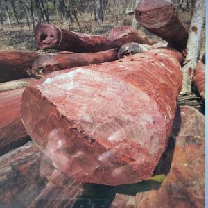  Bois Rouge Et Bois Frêne (bois En Grumes) - bois charbon fibre nous sommes une entreprise située en république démocratique du congo,  nous disposons 100000 tonnes du bois rouge et bois frene en stock(bois en grumes). et nous sommes à la recherche des clients. nous sommes en mesure de vous fournir du bois en grumes en très gran