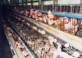  Projet Complet De 10240 Poule Pondeuse Et Rentabi - Investissement capitaux jai 1 projet complet pour installation de 10240 poule pondeuse avec document et plan de batiment et je recherche 1 partenaire avec ki linstaler. 