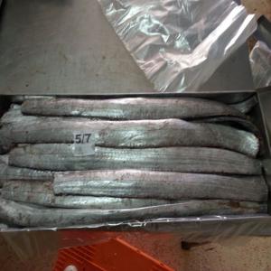  Poisson Congele Sabre - poissons marque- poisson de l'océan atlantique--bonjour--nous sommes une société de poisson congele et frais--nous offrons vente des poissones sabre ribonfish toutes tailles requise disponible congelés --nous avons tous les catégories --nos produits conforme aux normes euro