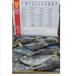  Armateur Et Producteur De Poissons Surgelés - poissons armateur et producteur espagnol de poisson surgelé qui vend partout dans le monde. avec 70 années d'expérience et 15.000 tonnes de poisson débarquées chaque année,  nous pechons aussi au sénégal,  guinée et mauritanie 1.000 tonnes chaque 1