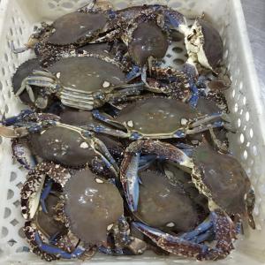  Toutes Espèces De Poissons De La Zone Fao34 Océan - poissons bonjour nous mettons &agrave; votre disposition toutes esp&egrave;ces de poissons de la zone fao34 - (c&eacute;phalopodes,  demeseaux,  p&eacute;lagiques,  et crustac&eacute;s) en frais,  congel&eacute;s,  sal&eacute; ou fum&eacute;. nos installations en mauritanie sont conformes aux normes exig&eacute;e