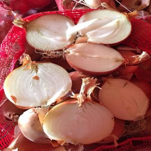  100 Ton Turkish Onion - fruits and vegetables natural 100 ton onion--i want to export onions.it is natural and very good onion. we have ravel onions 2 month 