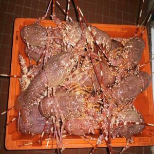  Tous Types De Poissons Depuis L'océan Atlantique - poissons nous sommes une entreprise évoluant dans le domaine de peche basé a mauritanie et sénégal au (conditionnement, congélations import export) de produits halieutique. --nous avons des représentants en espagne, france, italie, et chine. --les produits que nous metto