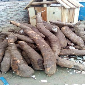  Propietario De Champs De Maniocs Au Cameroun - féculents je suis operateur econommique base au cameroun et je fait dana l'agriculture des tubercules tel que le manioc,  actuellement je dispose de 6ha 4type de maniocje suis à la disposition de tout negocition.--merci