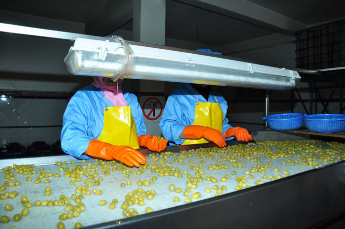  Olives Conserves Du Maroc - conserve semi conserve producteur exportateur offre une grande vari&eacute;t&eacute; d'olives cueillis avec d&eacute;licatesse et trait&eacute;es avec des soins sp&eacute;cifiques.--grande vari&eacute;t&eacute; de produits disponible ---*olives vertes ( enti&egrave;res ,  d&eacute;noyaut&eacute;es ,  en rondelles,  cass&eacu