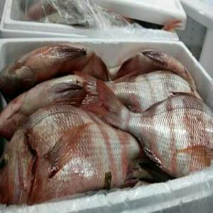  Exportation Frais Et Congelés - poissons nous sommes dans une saison riche de plusieurs poissons,  ce qui nous permet d'exporter quotidiennement des poissons frais comme- langouste,  calamar,  dorades,  sole,  pagre,  crevette,  poulpe....--sans oublier que nous avons de nouveaux poissons disponibles dans nos stocks comme- chinchard,  maquereau,  c