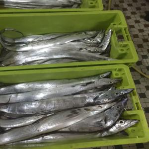  Vent De Poisson Rubbon Fish Sabre - poissons nous offrons vente des poissones sabre ceinture  ribonfish toutes tailles requise disponible grade a,  b ,  et hgt --nous avons des usines évoluant dans le domaine de peche basé a mauritanie au (conditionnement, congélations import export) de produits halieutique. --nous avons des 