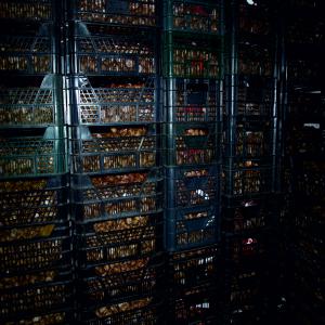  Live Snails Helix Aspersa Muller - live animals we are snails producing company since 2009. we offer high quality mature  snails helix aspersa muller,  young ones- the age depends on customer wish- and also snails for food processing. we can supply every quantity and quality that is needed. since now we have been cooperating with customers from it