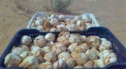  Truffles Truffes -  yeast fungus truffles ou truffes --meilleur truffes --bon prix limite--quantité --concerne l union européenne middel east tous l monde -- 