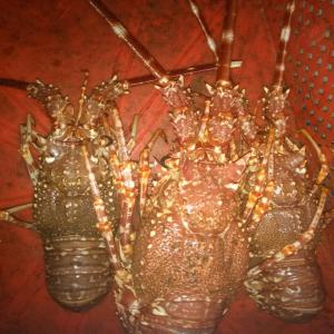  Exportation De Poissons Congelés - poissons bonjour cher client ou contact, --nous vous adressons ce message,  pour vous faire comprendre que nous avons des nouveaux poissons disponibles dans nos stockages,  comme vous le saviez d&eacute;j&agrave;,  nos produits sont des produits nouvellement congel&eacute;s et sont tr&egrave;s recherch&eacute;s 