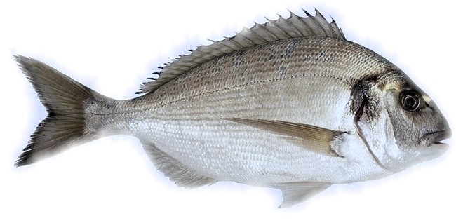  Vente De Dorade D'origine Tunisienne - poissons nous sommes une entreprise d'import et export.nous disposons de dorade d'origine tunisienne.--*dorade de pois 300 a 400 g.--*dorade de pois 400 a 600 g.--n’hésitez pas de nous contacter , nous garantissons la meilleure qualité et les prix les plus compétitifs. 